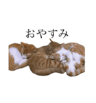 にゃんにゃんねこにゃん！（個別スタンプ：6）