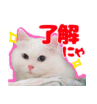 白猫のコノちゃんスタンプ（個別スタンプ：1）
