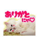 白猫のコノちゃんスタンプ（個別スタンプ：3）