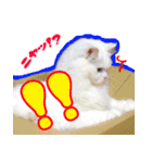 白猫のコノちゃんスタンプ（個別スタンプ：5）