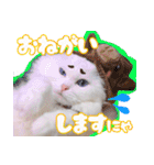 白猫のコノちゃんスタンプ（個別スタンプ：8）