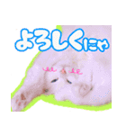 白猫のコノちゃんスタンプ（個別スタンプ：9）