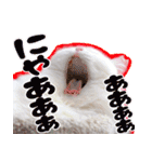 白猫のコノちゃんスタンプ（個別スタンプ：10）