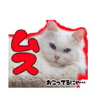 白猫のコノちゃんスタンプ（個別スタンプ：11）