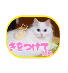 白猫のコノちゃんスタンプ（個別スタンプ：15）