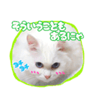 白猫のコノちゃんスタンプ（個別スタンプ：16）