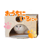 白猫のコノちゃんスタンプ（個別スタンプ：17）
