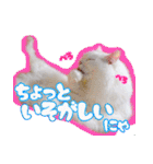 白猫のコノちゃんスタンプ（個別スタンプ：18）