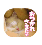 白猫のコノちゃんスタンプ（個別スタンプ：19）