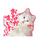 白猫のコノちゃんスタンプ（個別スタンプ：24）
