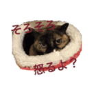 KIKI♡JIJI（個別スタンプ：9）