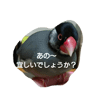 文鳥のもも君（個別スタンプ：3）