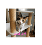 可愛いサラ（個別スタンプ：1）