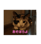 可愛いサラ（個別スタンプ：4）