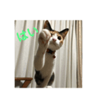 可愛いサラ（個別スタンプ：7）