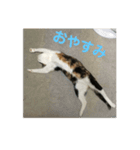 可愛いサラ（個別スタンプ：10）