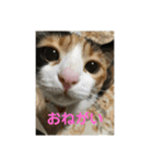 可愛いサラ（個別スタンプ：11）