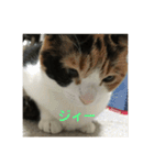 可愛いサラ（個別スタンプ：14）