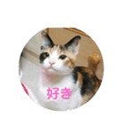 可愛いサラ（個別スタンプ：16）