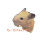 キンクマハムスターのモーティー（個別スタンプ：1）