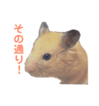 キンクマハムスターのモーティー（個別スタンプ：3）