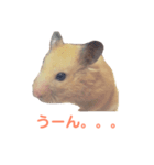 キンクマハムスターのモーティー（個別スタンプ：4）