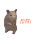 キンクマハムスターのモーティー（個別スタンプ：6）