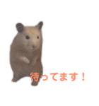 キンクマハムスターのモーティー（個別スタンプ：7）