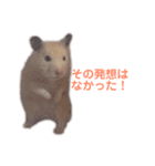 キンクマハムスターのモーティー（個別スタンプ：8）