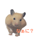 キンクマハムスターのモーティー（個別スタンプ：9）
