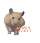 キンクマハムスターのモーティー（個別スタンプ：10）