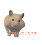 キンクマハムスターのモーティー（個別スタンプ：12）