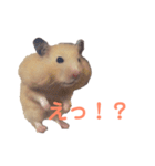 キンクマハムスターのモーティー（個別スタンプ：13）