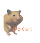 キンクマハムスターのモーティー（個別スタンプ：14）