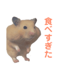 キンクマハムスターのモーティー（個別スタンプ：15）