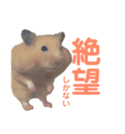 キンクマハムスターのモーティー（個別スタンプ：16）