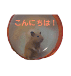 キンクマハムスターのモーティー（個別スタンプ：17）
