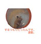 キンクマハムスターのモーティー（個別スタンプ：19）