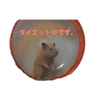 キンクマハムスターのモーティー（個別スタンプ：20）