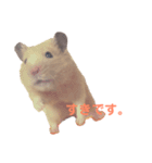 キンクマハムスターのモーティー（個別スタンプ：23）