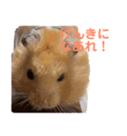 キンクマハムスターのモーティー（個別スタンプ：26）