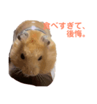 キンクマハムスターのモーティー（個別スタンプ：28）
