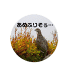 山の仲間たち 写真スタンプ（個別スタンプ：5）