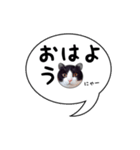 ハチワレ猫 吹き出しデザイン（個別スタンプ：1）