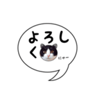 ハチワレ猫 吹き出しデザイン（個別スタンプ：2）