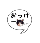 ハチワレ猫 吹き出しデザイン（個別スタンプ：3）