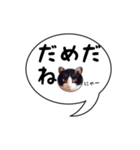 ハチワレ猫 吹き出しデザイン（個別スタンプ：4）