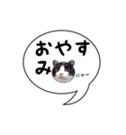 ハチワレ猫 吹き出しデザイン（個別スタンプ：5）