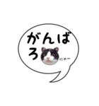 ハチワレ猫 吹き出しデザイン（個別スタンプ：6）