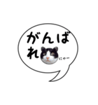 ハチワレ猫 吹き出しデザイン（個別スタンプ：7）